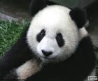 Dev panda